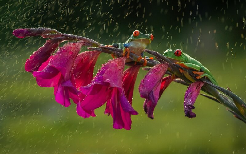 Two Red-eyed Tree Frogs — Green, Dramatic, Afternoon