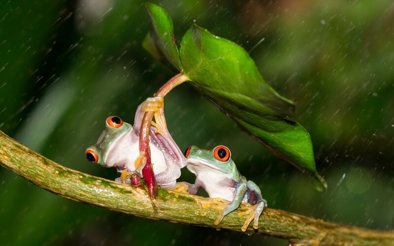 Two Red-eyed Tree Frogs — Green, Dramatic, Photograph