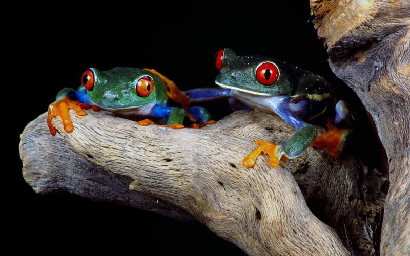Two Red-eyed Tree Frogs — Green, Dramatic, Photograph, Tree Branch, Dark Background, Red