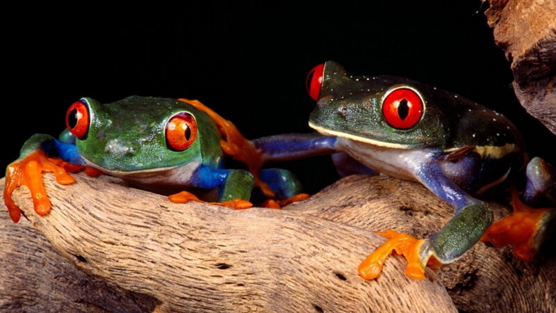 Two Red-eyed Tree Frogs — Green, Dramatic