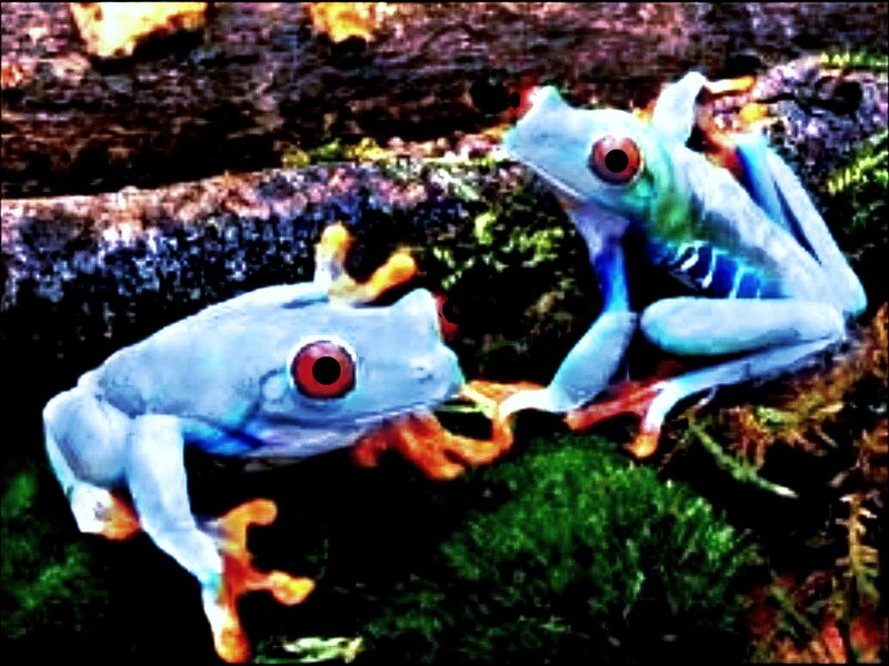 Two Red-eyed Tree Frogs — Green, Natural, Photograph, Moss