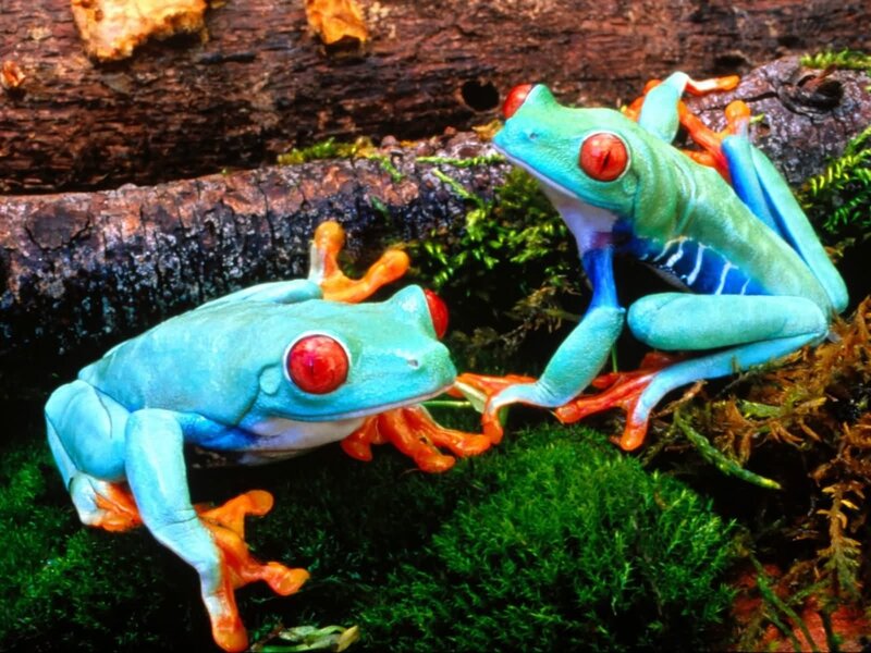 Two Red-eyed Tree Frogs — Green, Natural, Photograph