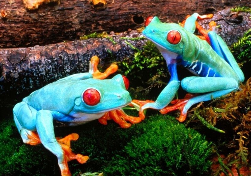 Two Red-eyed Tree Frogs — Green, Natural