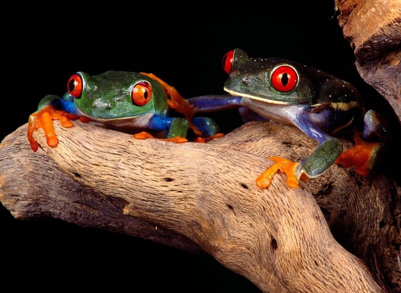 Two Red-eyed Tree Frogs — Green