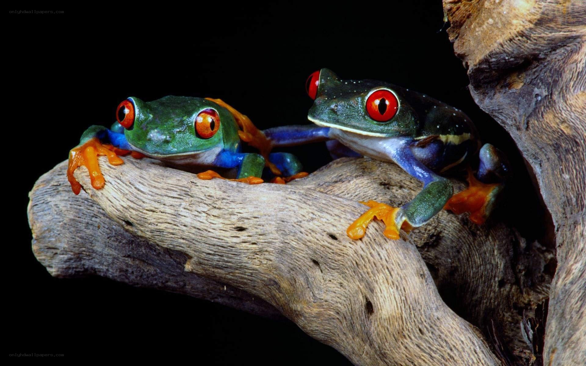 Two red-eyed tree frogs on a branch