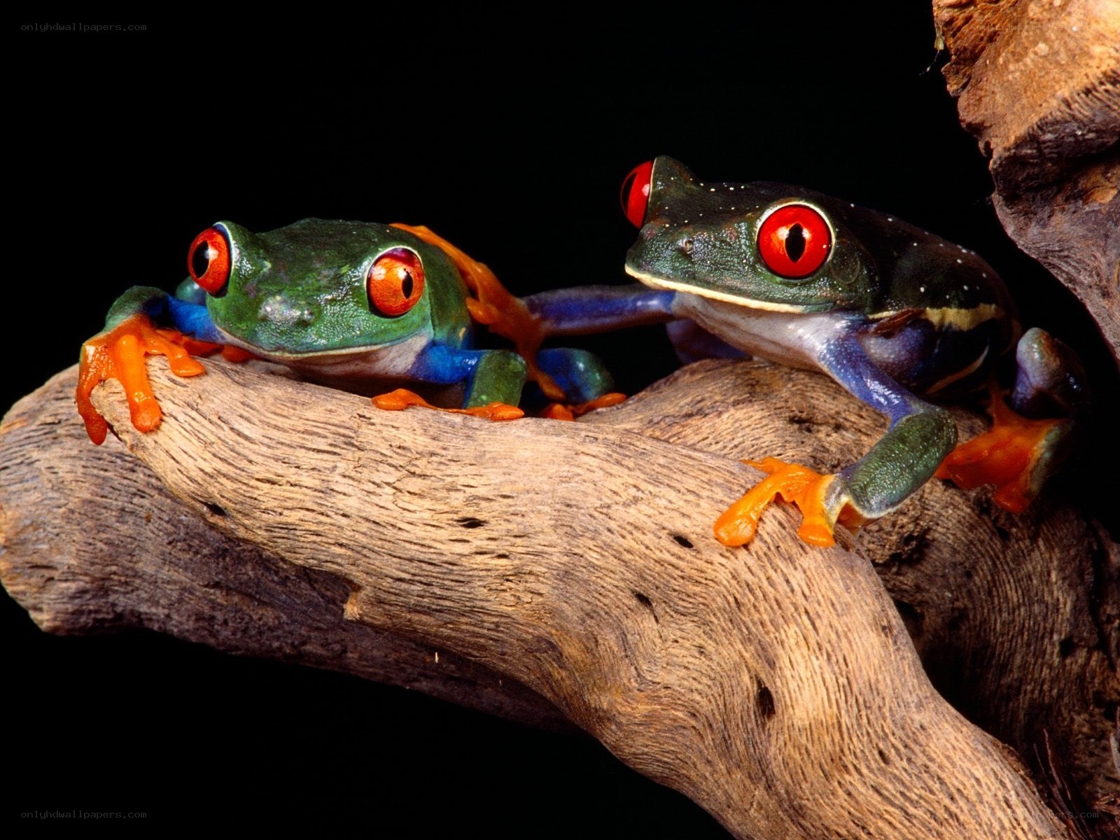 Two red-eyed tree frogs on a branch