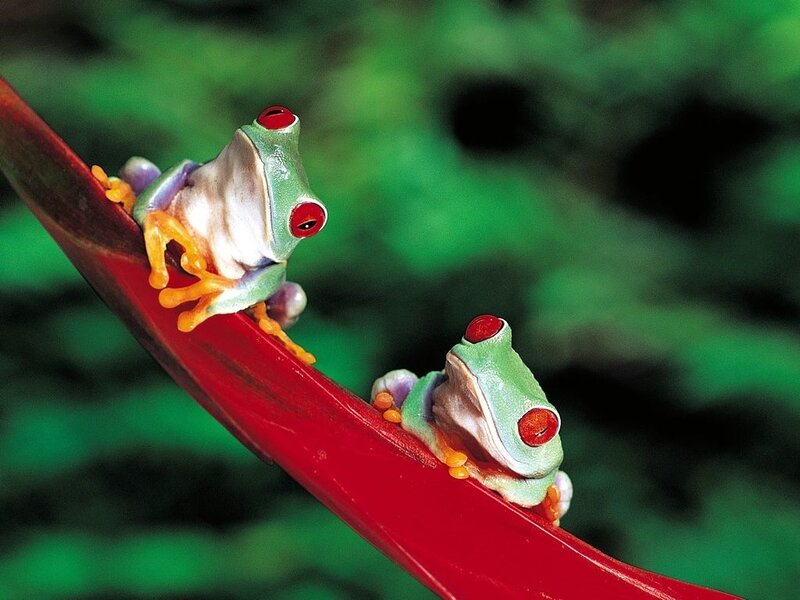 Two red-eyed tree frogs on a leaf