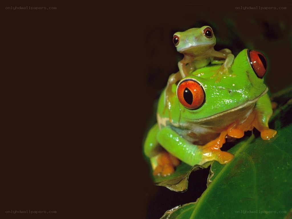 Two red-eyed tree frogs on a leaf