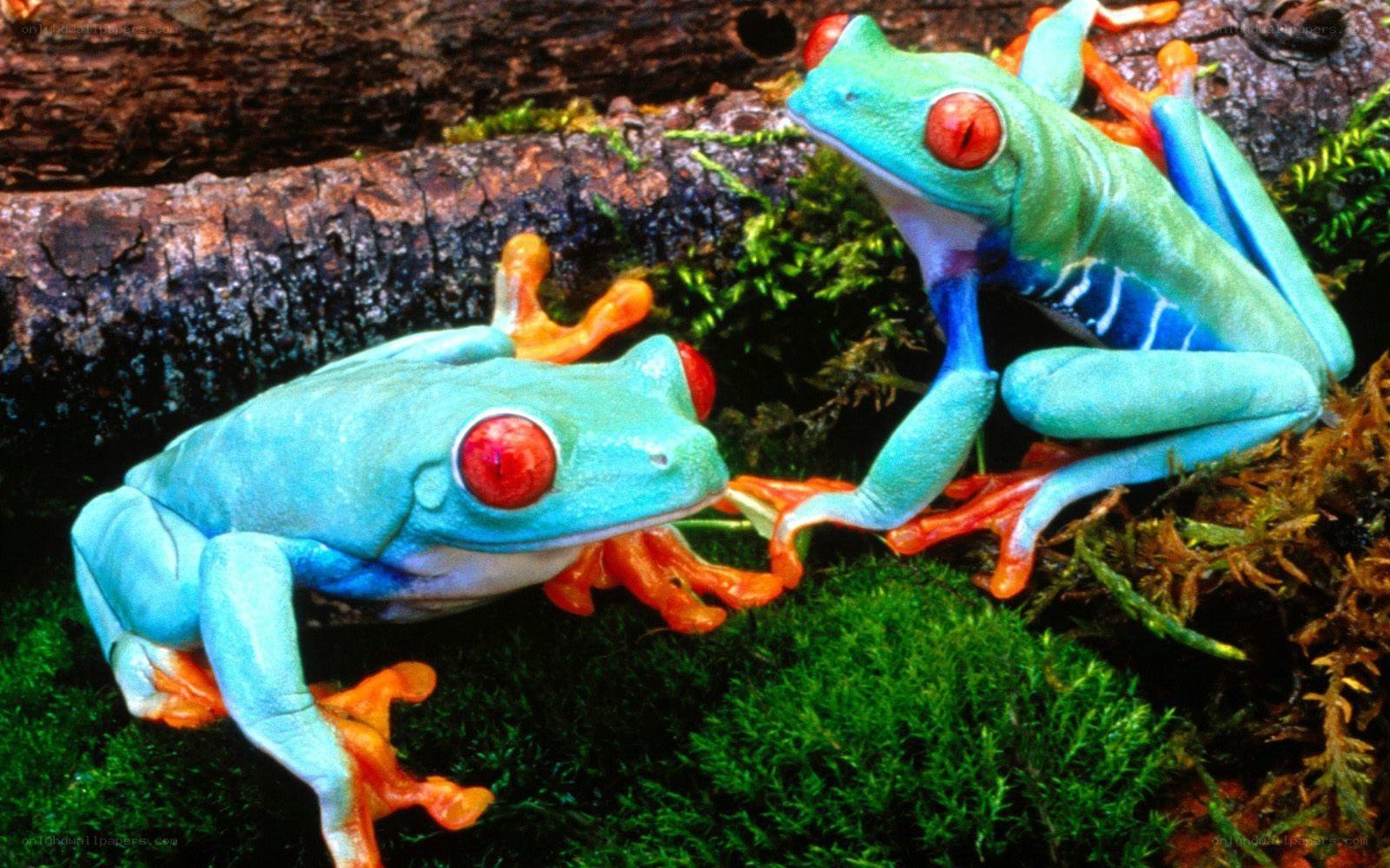 Two red-eyed tree frogs