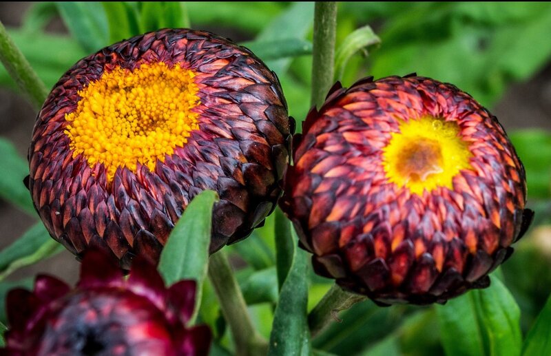 Two Red Flower Heads