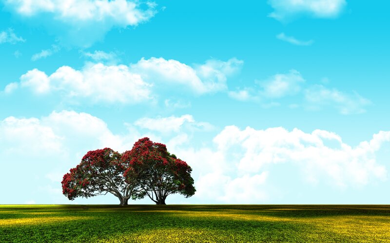 Two Red-flowered Trees