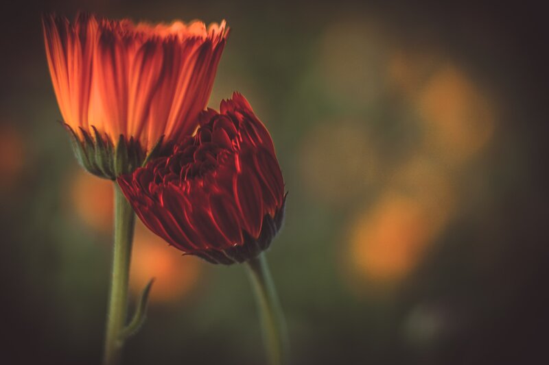 Two Red Flowers — Dramatic