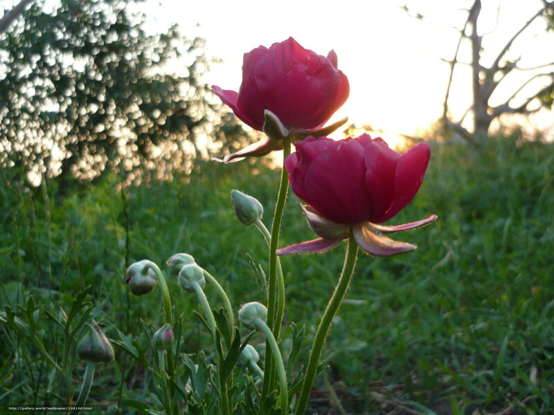 Two Red Flowers in Field