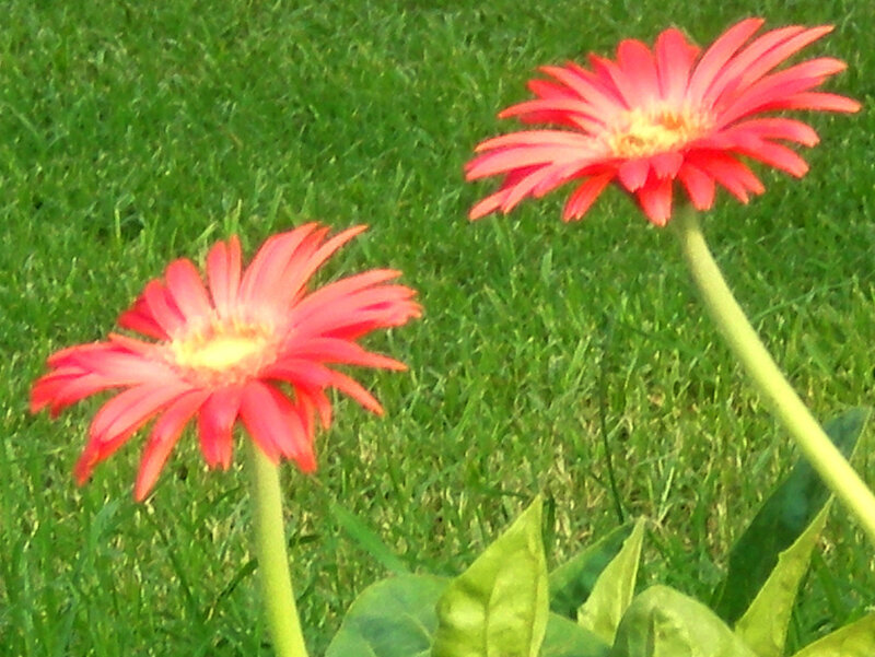 Two red flowers in grass