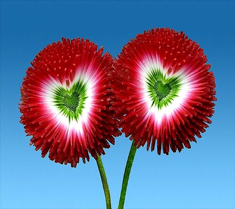 Two Red Flowers — Serene, Afternoon, Photograph