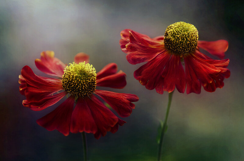 Two Red Flowers — Serene