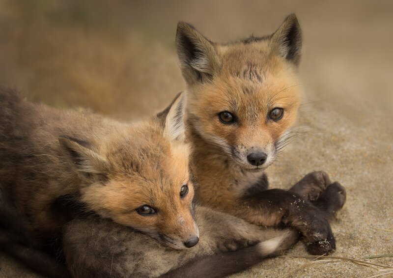 Two Red Fox Kits — Brown, Calm