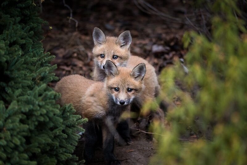 Two Red Fox Kits — Brown, Curious