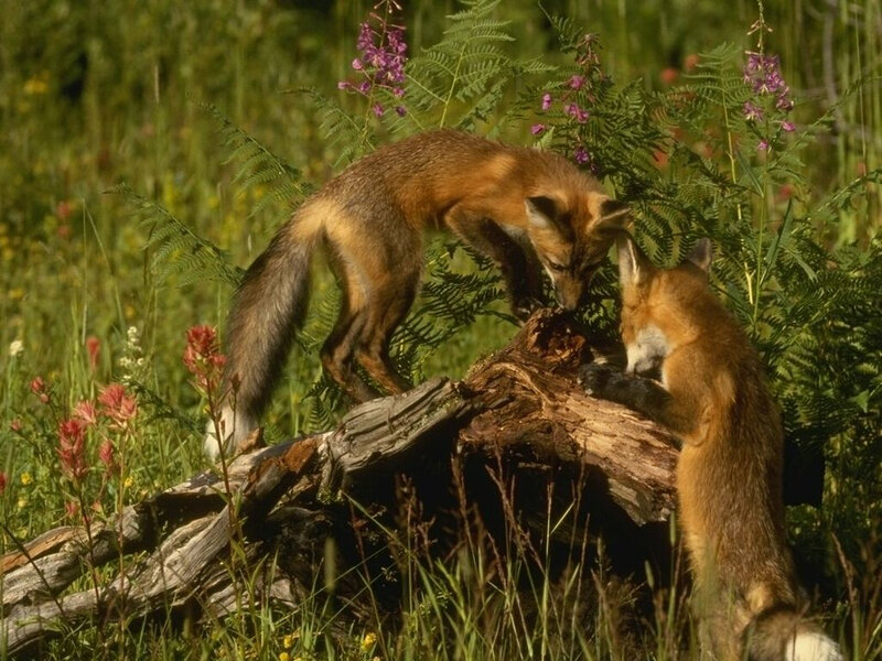 Two Red Fox Kits — Brown, Natural