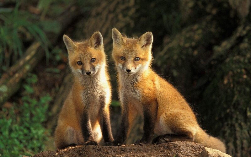 Two Red Fox Kits — Orange, Curious, Afternoon, Photograph