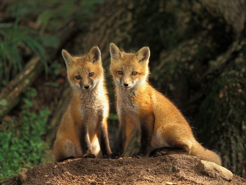Two Red Fox Kits — Orange