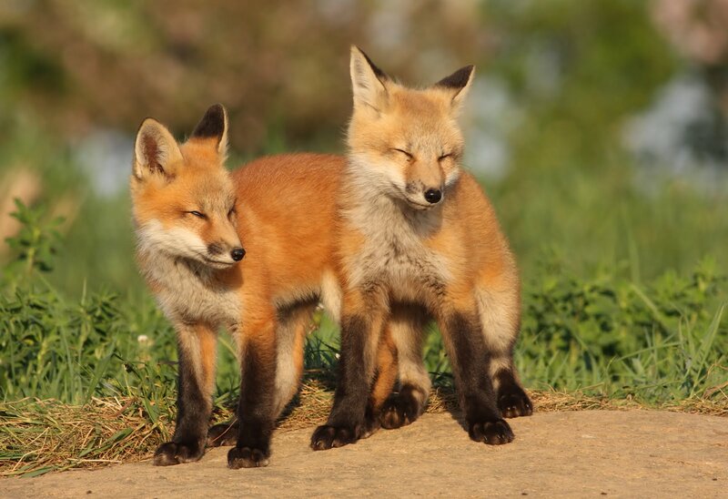 Two Red Fox Kits