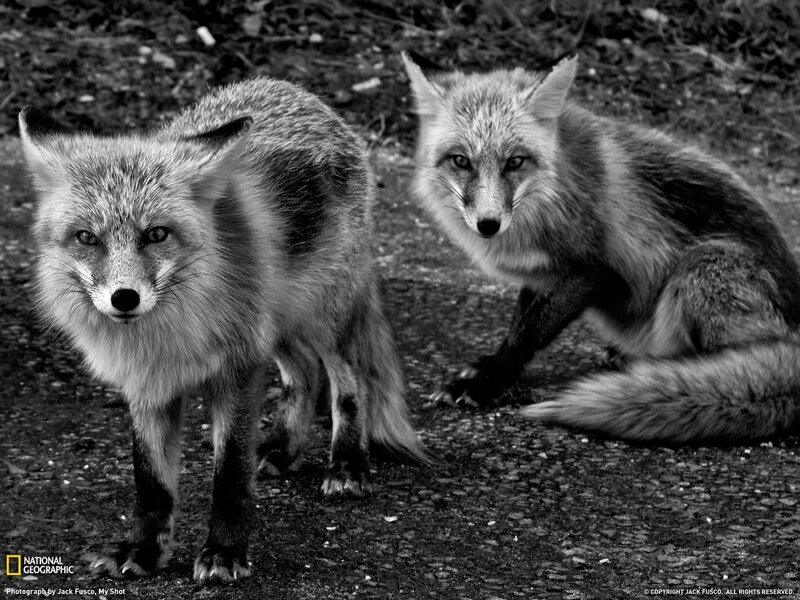 Two Red Foxes — Black
