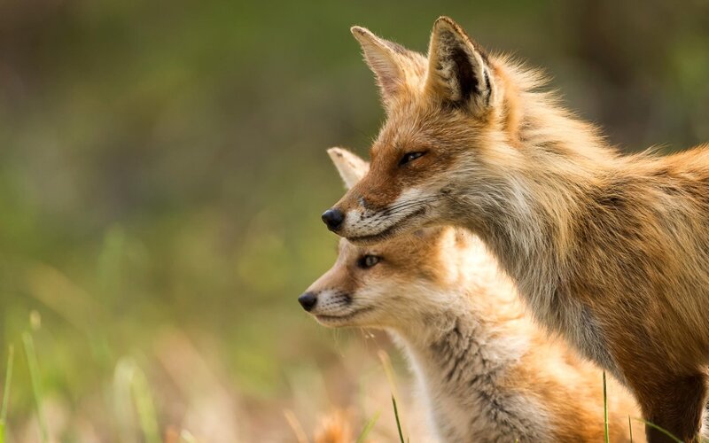 Two Red Foxes — Brown