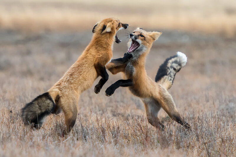 Two Red Foxes Fighting — Brown