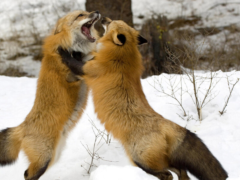 Two Red Foxes Fighting