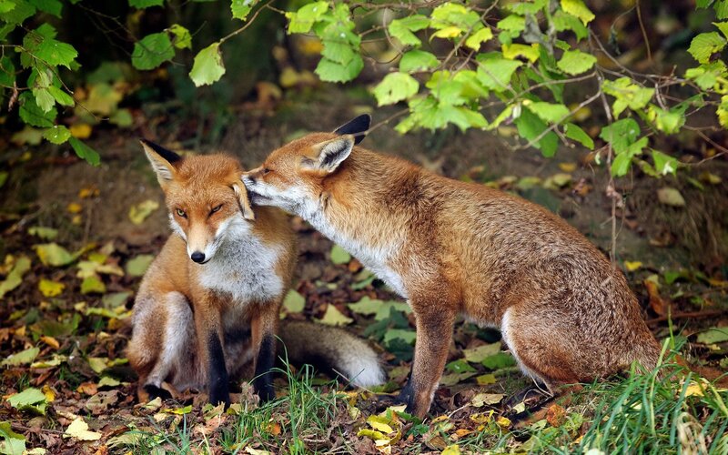 Two Red Foxes in Forest — Brown