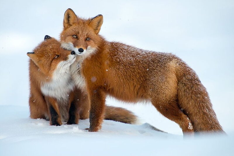 Two Red Foxes in Snow