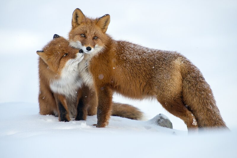 Two Red Foxes in Snow — White, Calm