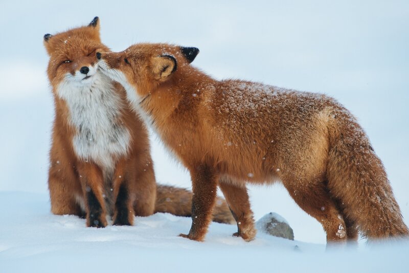 Two Red Foxes in Snow — White