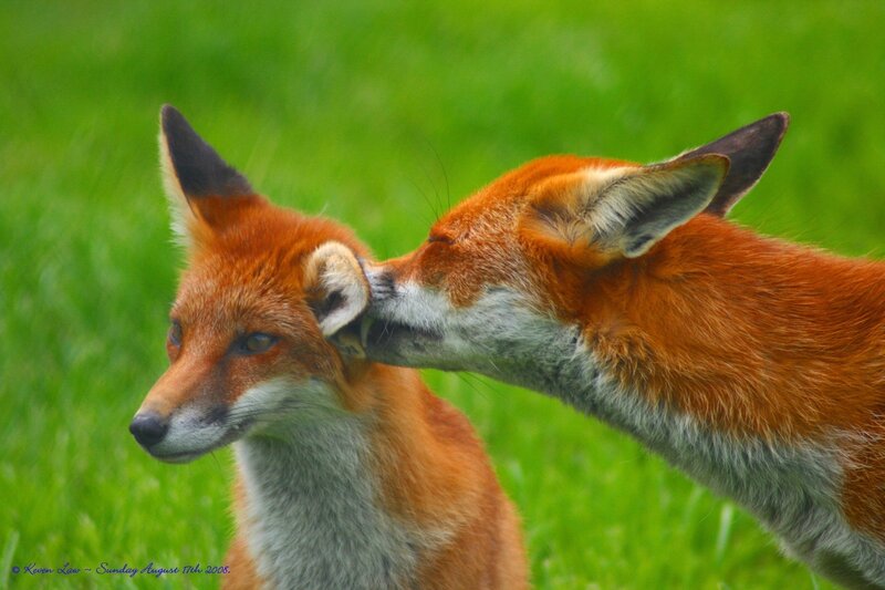 Two Red Foxes