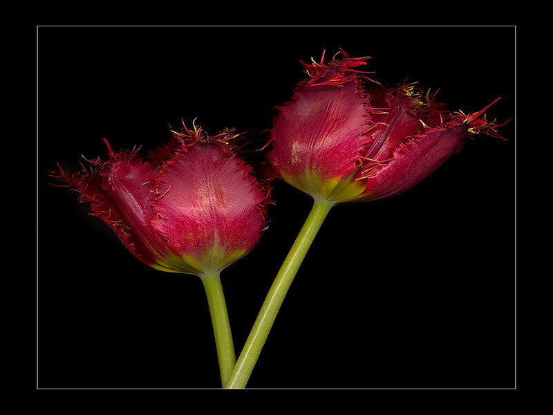 Two red fringed tulips