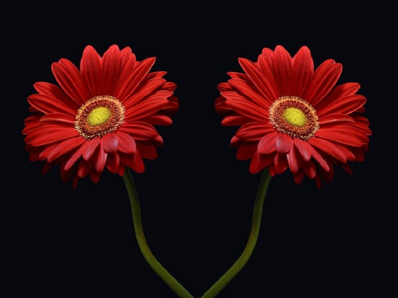 Two red gerbera daisies