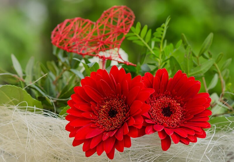 Two Red Gerbera Daisies — Calm, Photograph, Heart Shape