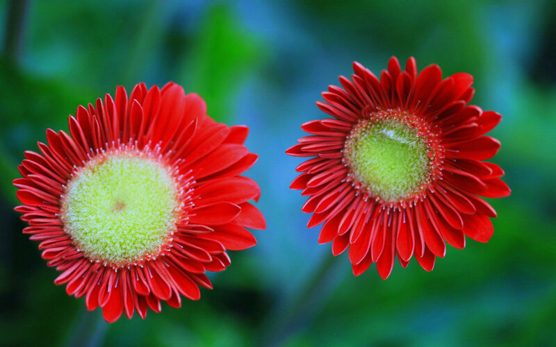 Two Red Gerbera Daisies — Calm, Photograph