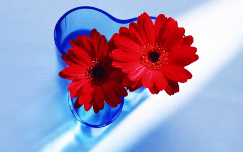 Two Red Gerbera Daisies — Calm
