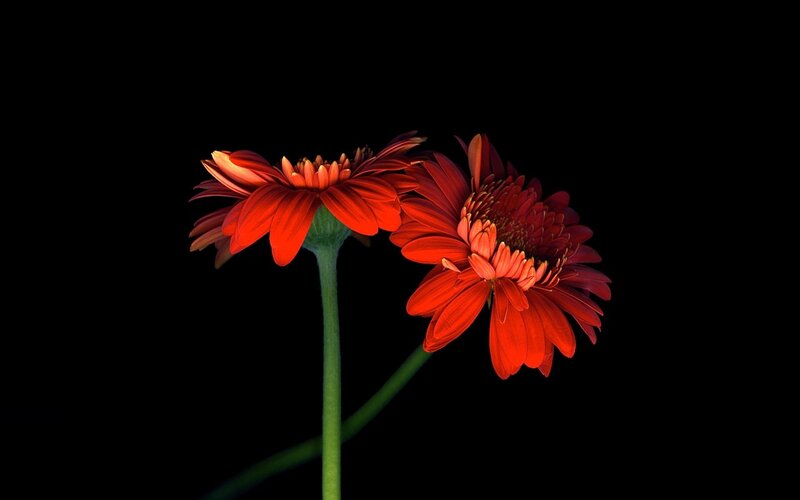 Two Red Gerbera Daisies — Dramatic, Photograph, Flowers