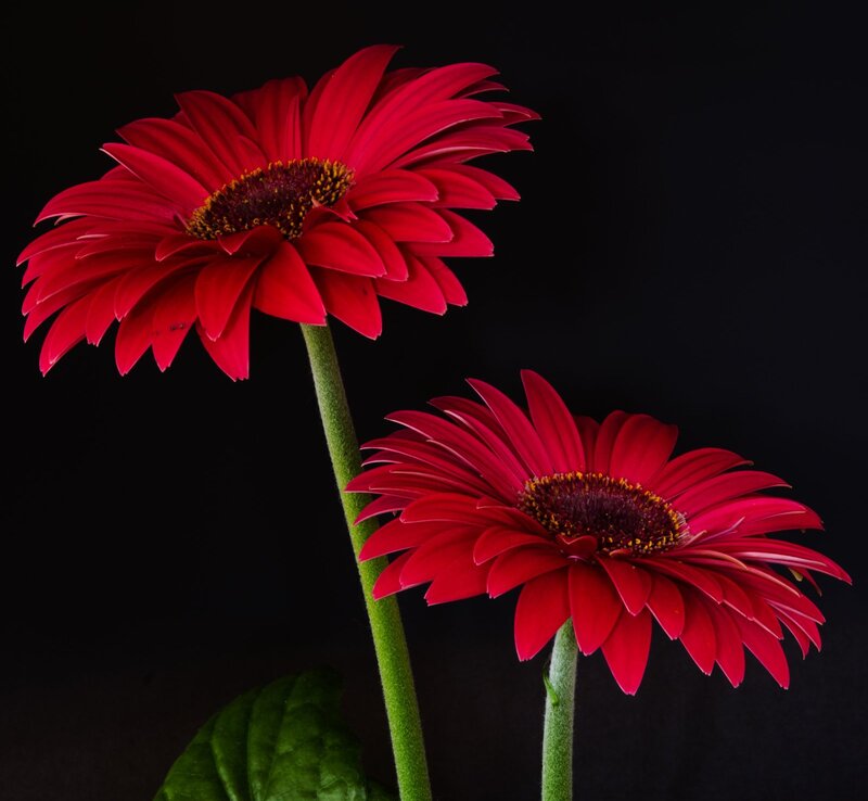 Two Red Gerbera Daisies — Dramatic, Photograph