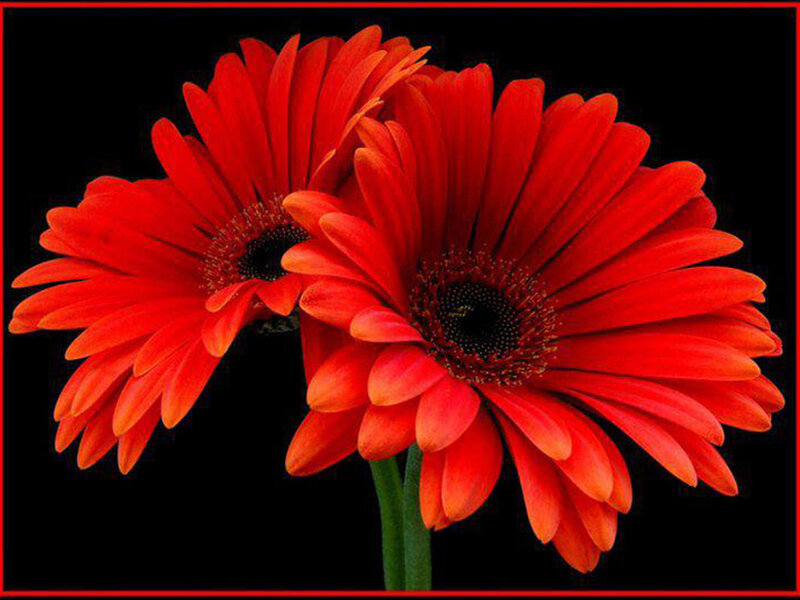 Two Red Gerbera Daisies — Dramatic