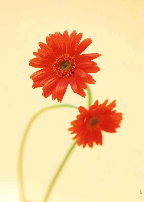 Two red gerbera daisies