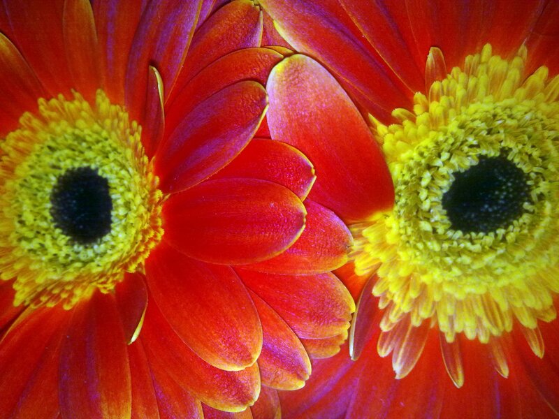 Two Red Gerbera Daisies — Vibrant