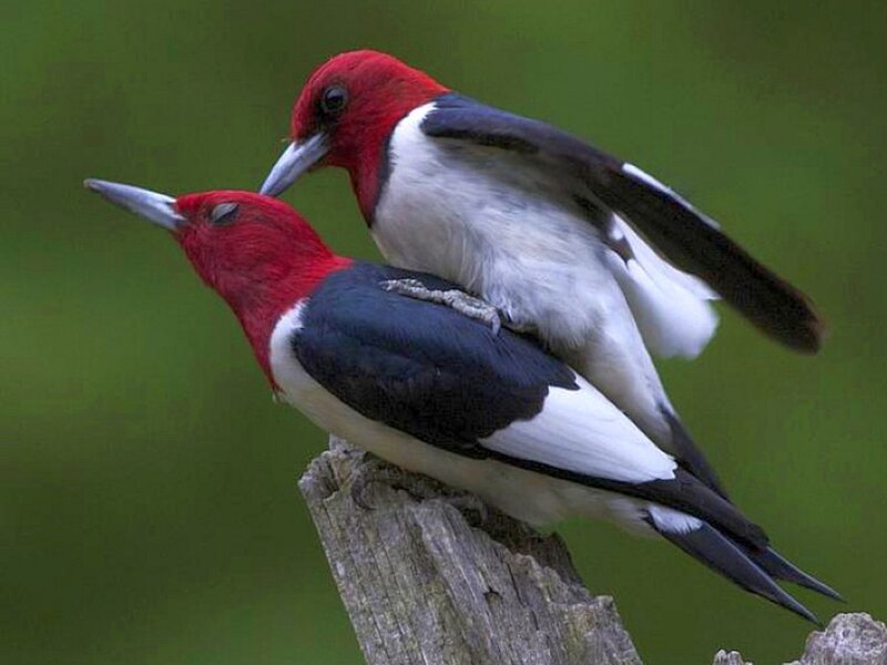 Two Red-headed Woodpeckers