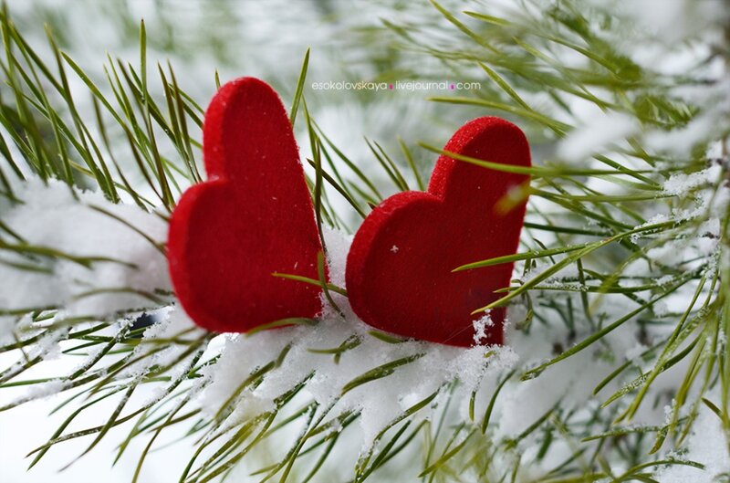Two Red Hearts on Pine