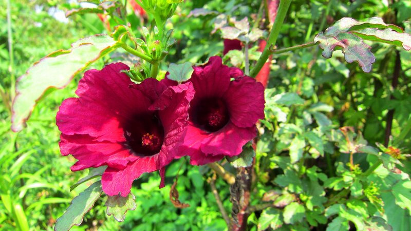 Two Red Hibiscus Flowers