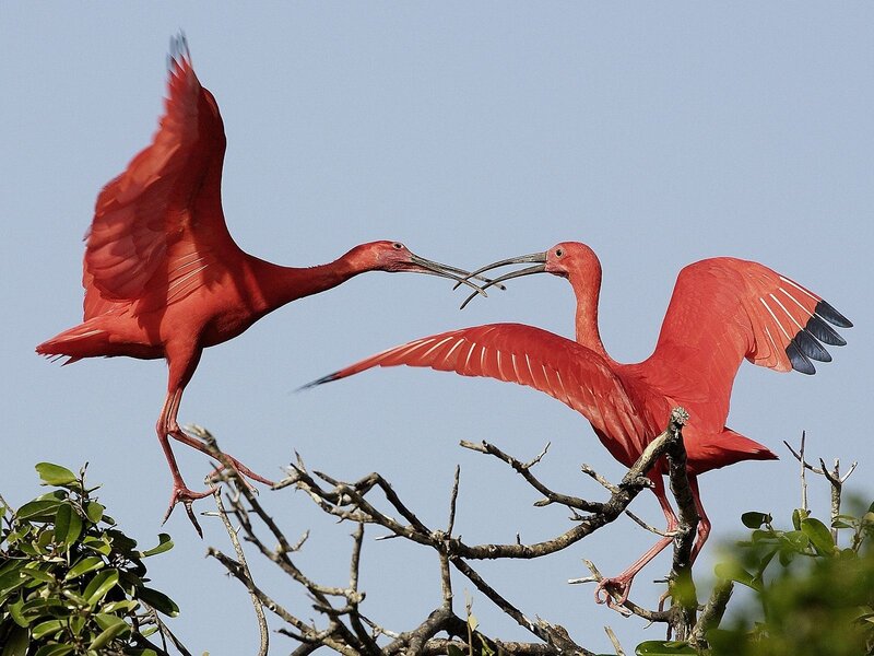 Two Red Ibises — Dynamic