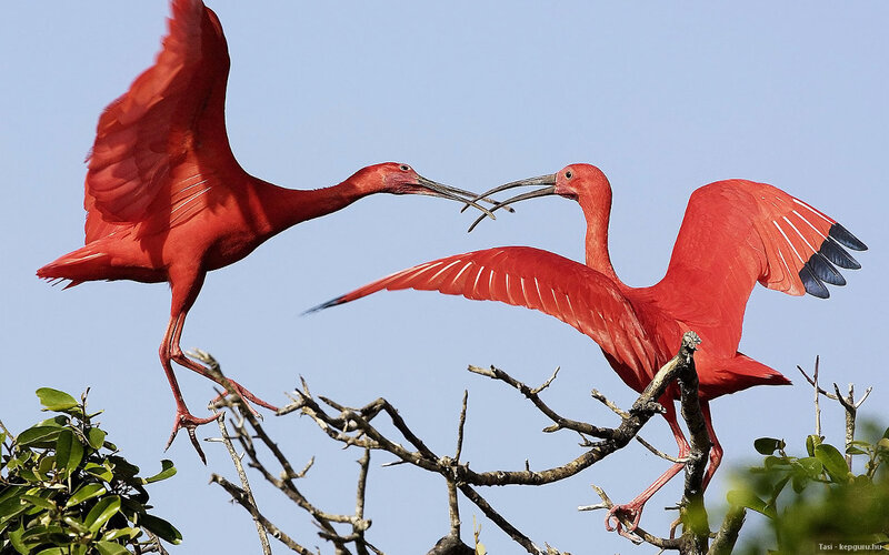Two Red Ibises